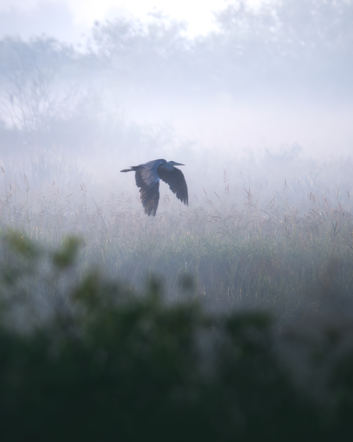 Серая цапля (Ardea cinerea) 