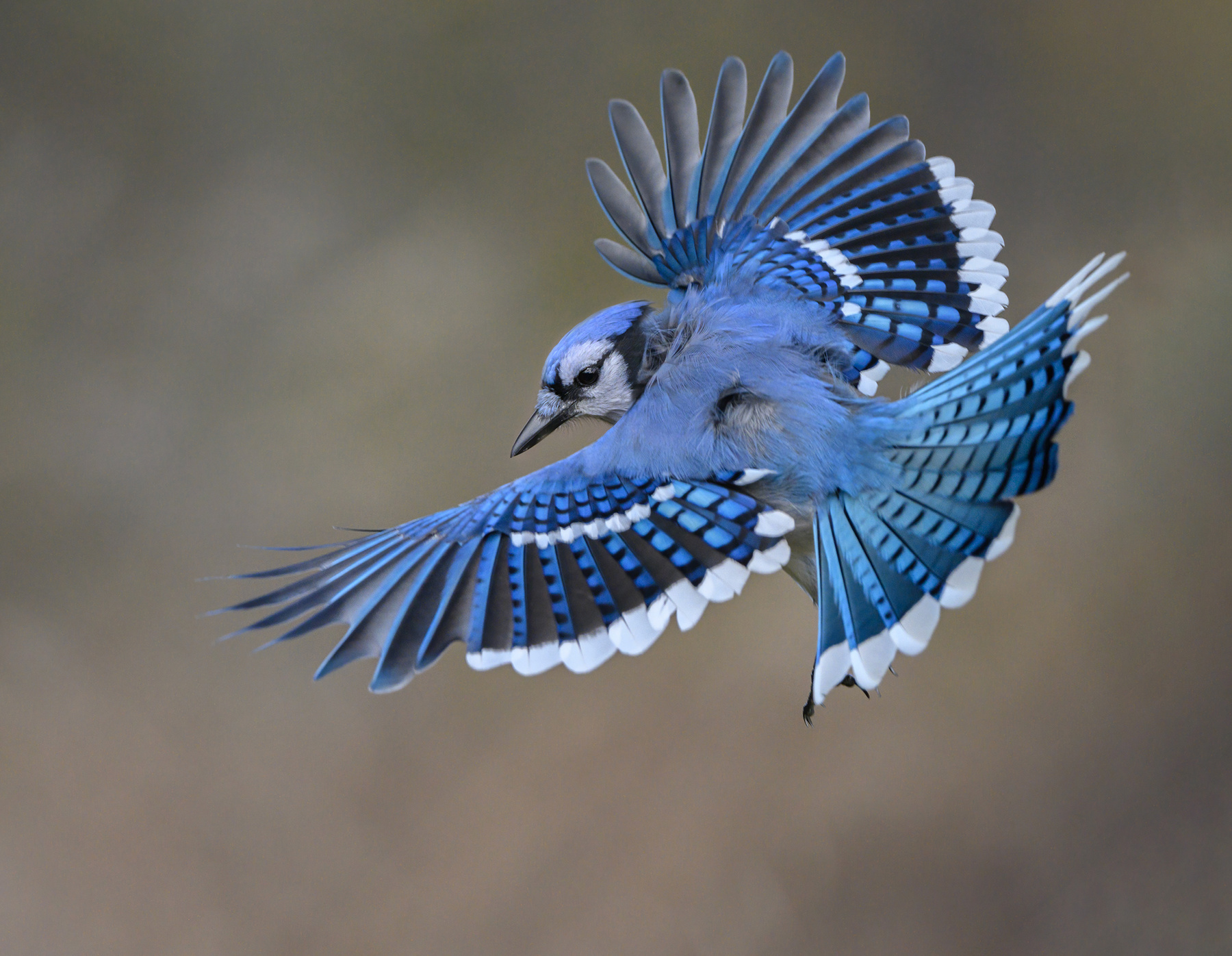 Blue jay 