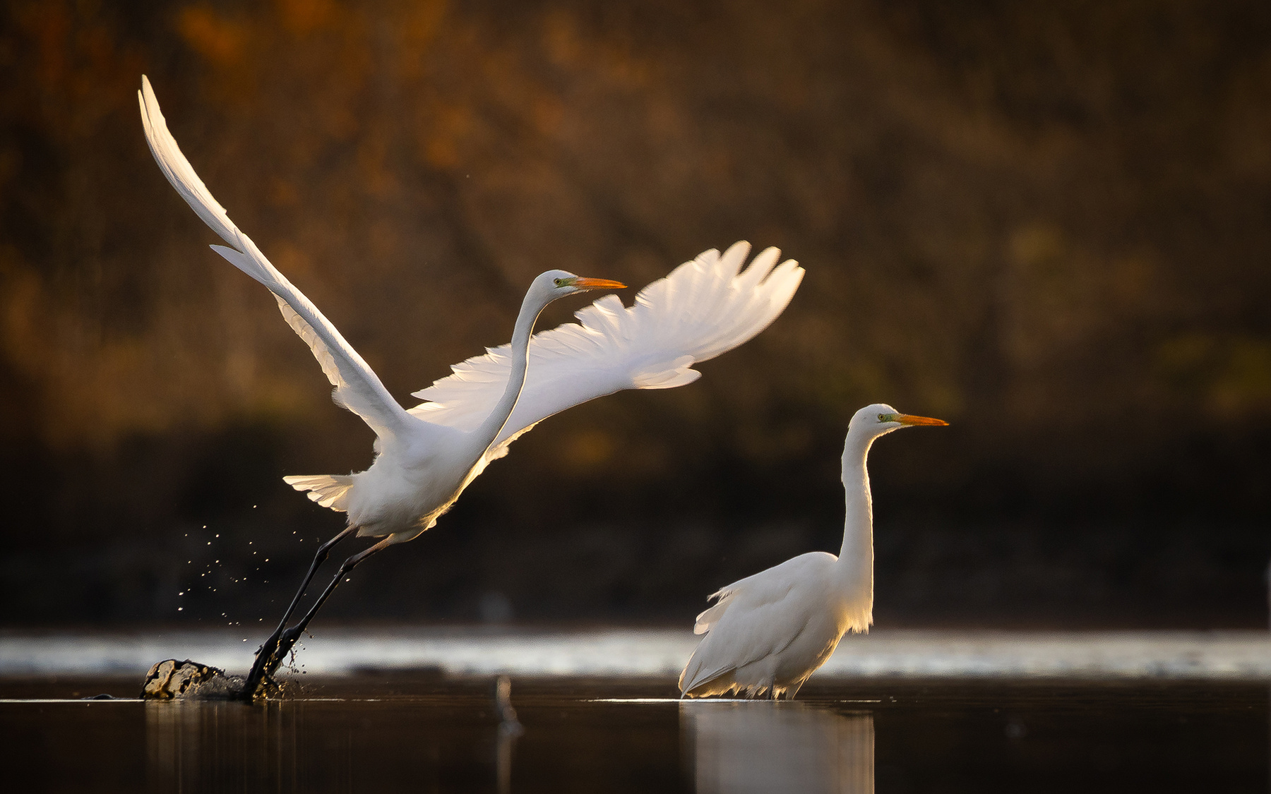 Heron 
