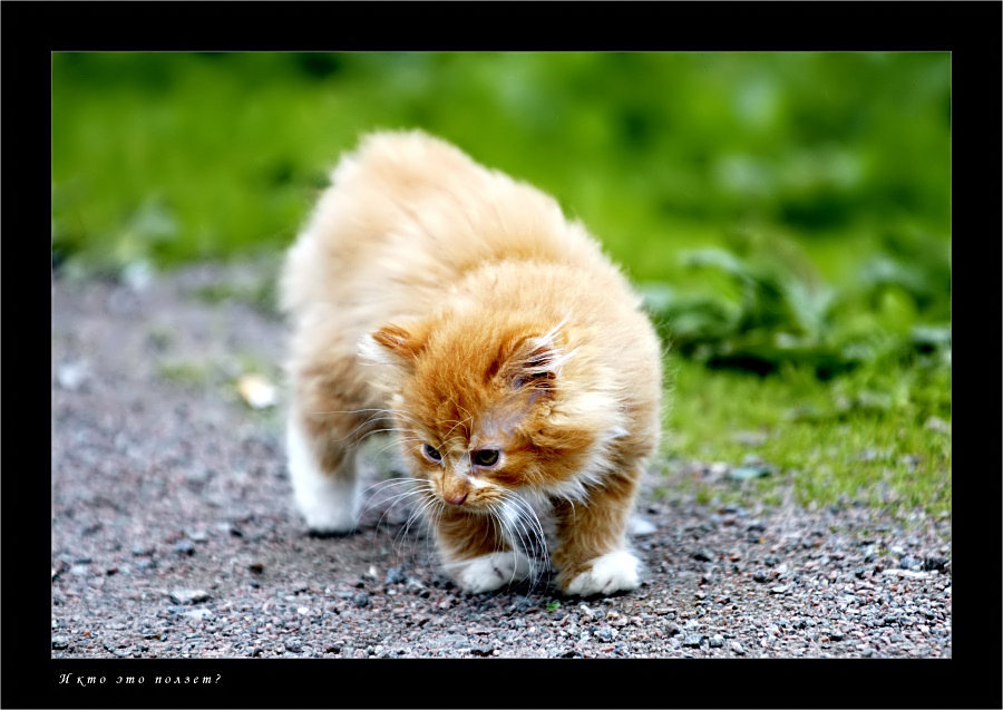 \" Кто это ползёт? \" котенок природа игра взгляд удивление