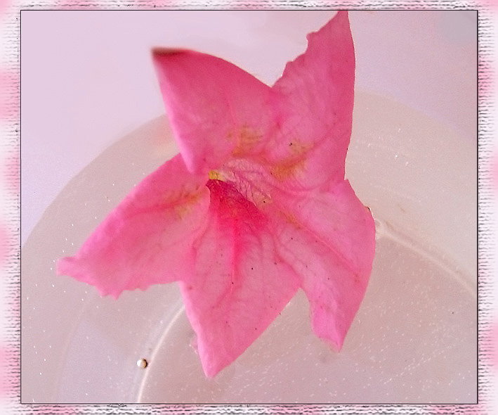 pinkDreamStar pink dream star
