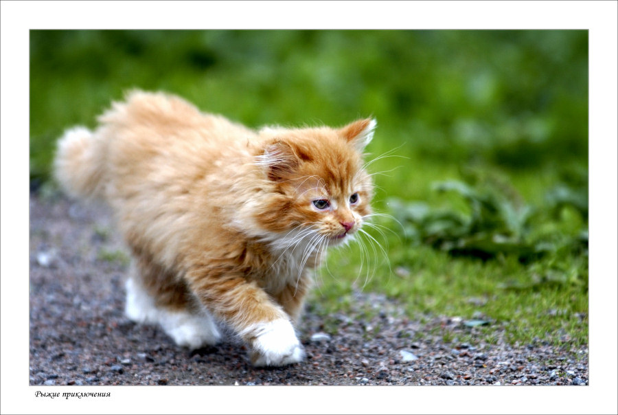 #Рыжие приключения  или по дороге жизни c  гордо поднятой лапой.# приключения