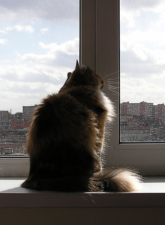 кошка смотрит на небо кошка