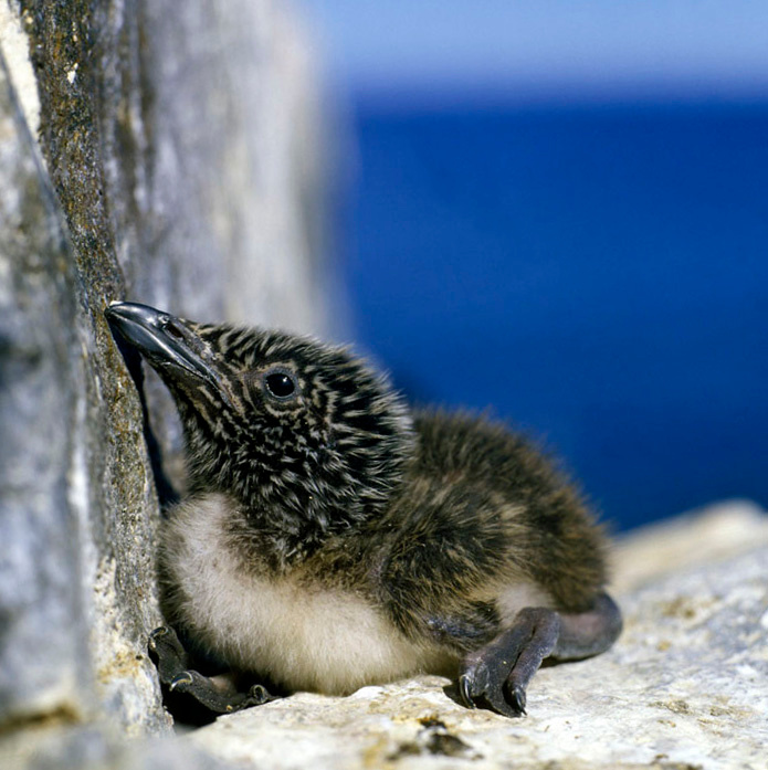 Кайренок Толстоклювая кайра, Uria lomvia, Thick-billed Murre, Cape Khalyustkin, Chukotka, Northeast Asia