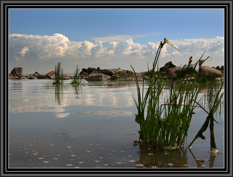 Травиночки...водные былиночки 
