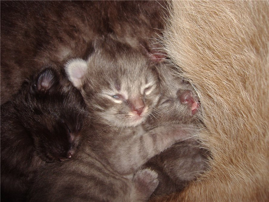 ляльки)) котята кошки