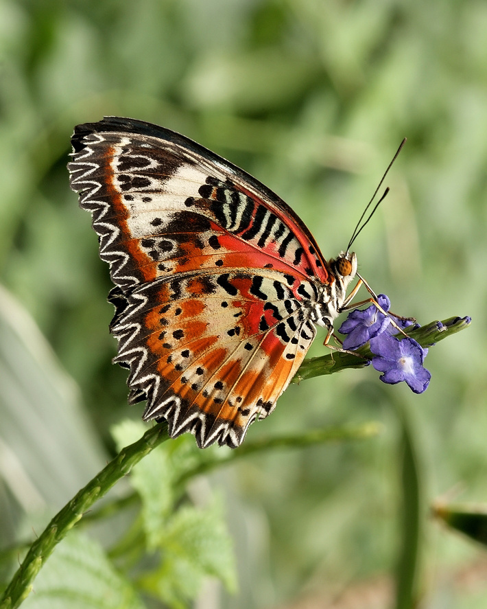 Cethosia cyane 