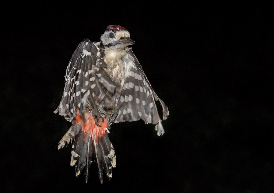 Свернутый Большой пестрый дятел, Great Spotted Woodpecker, Dendrocopos major, полет