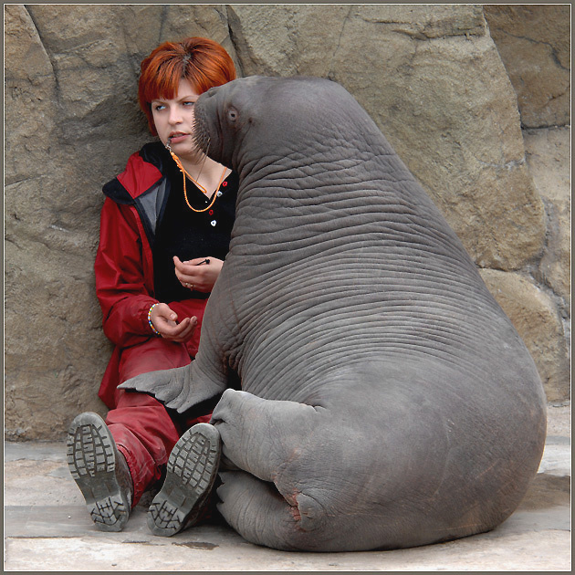 Простила? Тогда давай поцелуемся! тихоокеанский морж Odobenus rosmarus divirgens