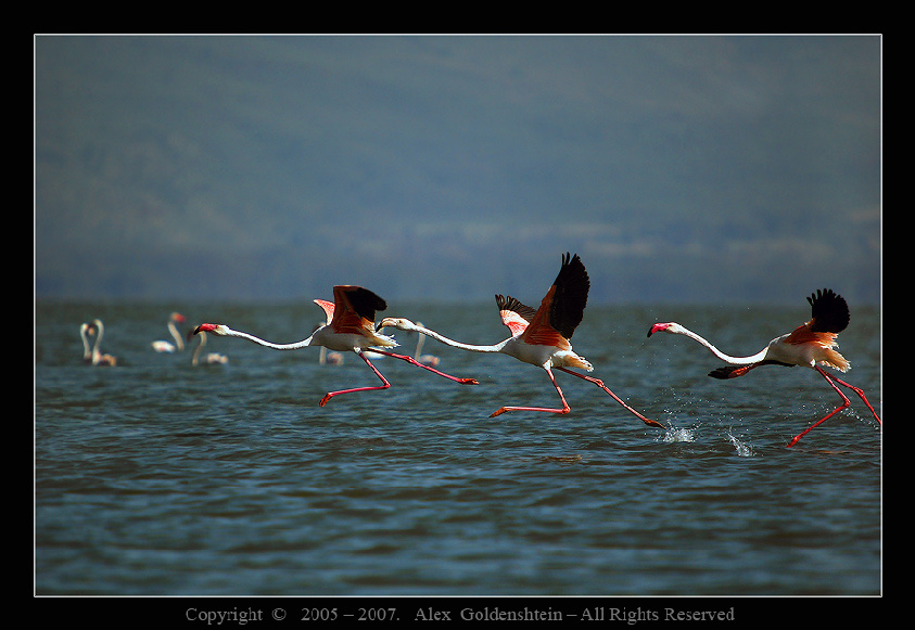 Бегущие по волнам. Африка, Кения, озеро-Найваша, Розовый-фламинго, (Phoenicopterus-roseus)