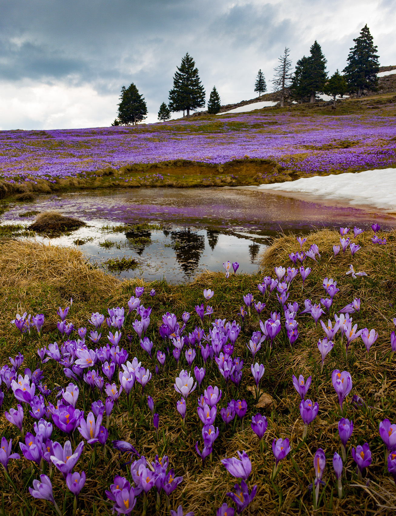 Цветение крокусов словения велика планина альпы alps slovenia velika planina