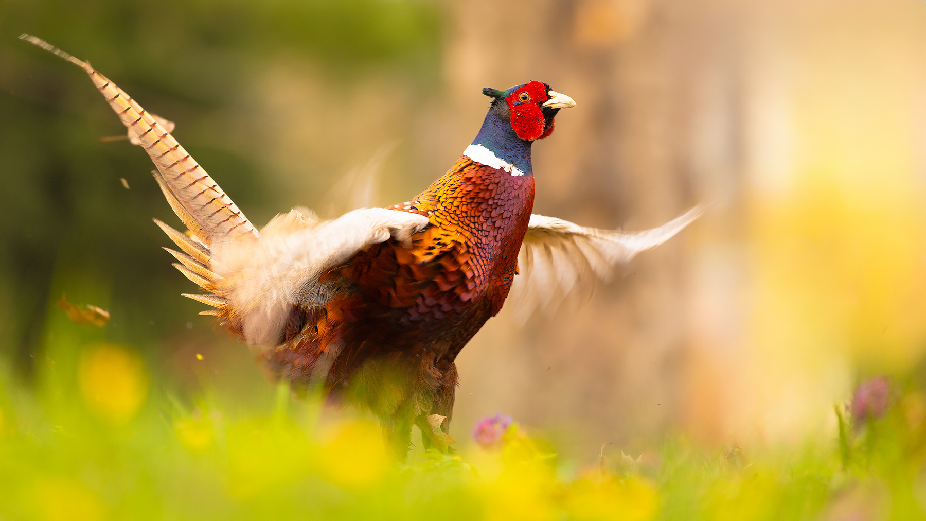 Pheasant 