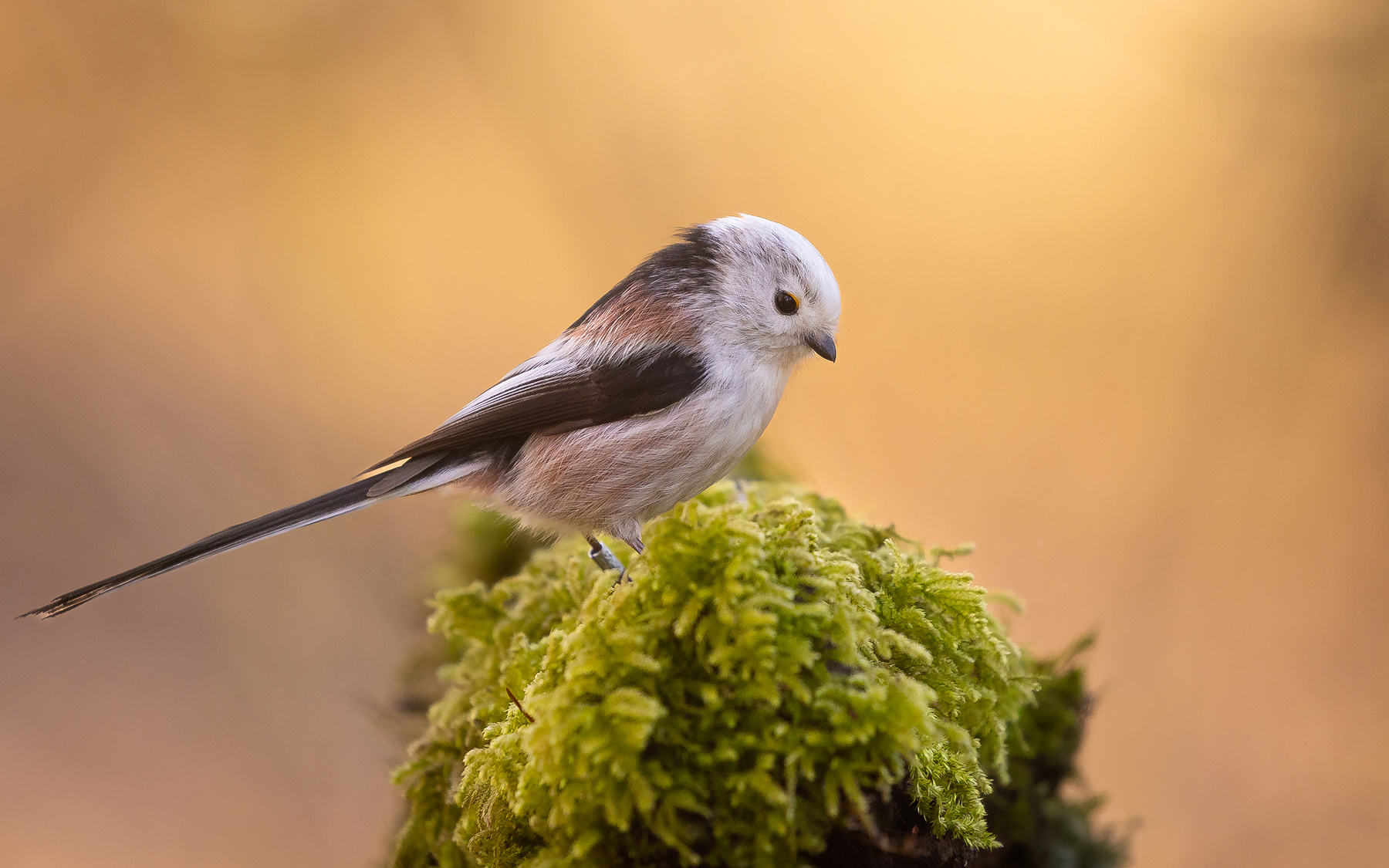 Long-tailed Ti 
