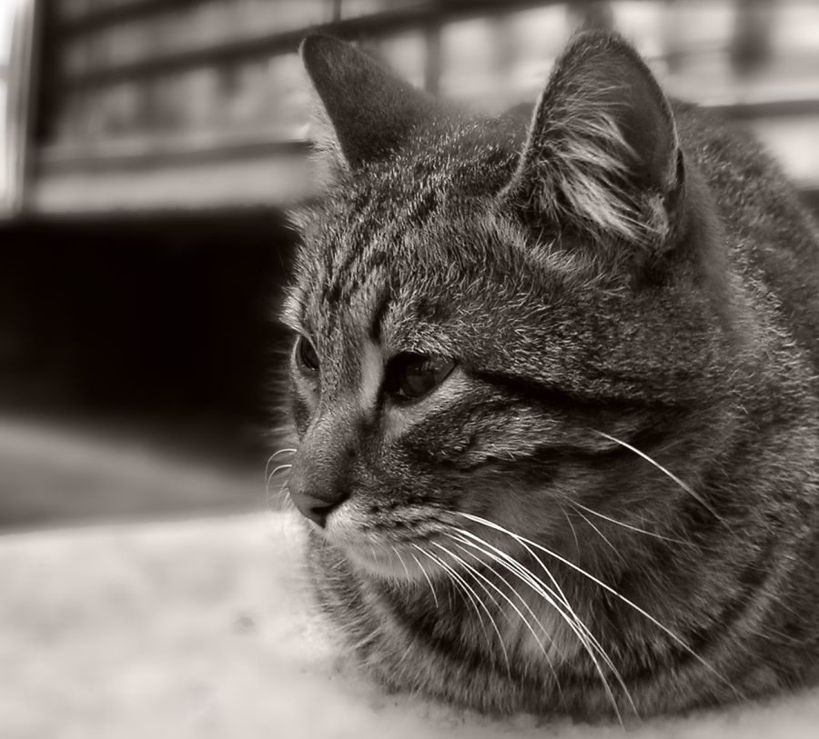 cat 3 