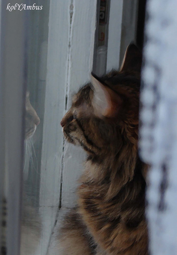 Свет мой зеркальце, скажи ... кошки окно