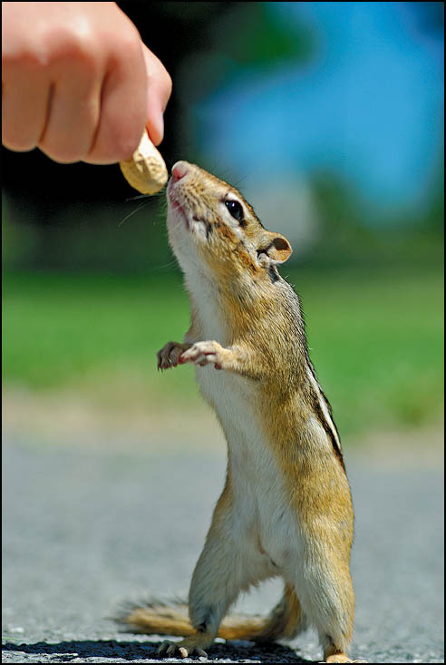 Chipmunk 