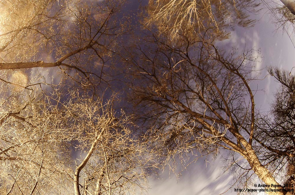 *** stars, night, nightscape, sky, trees