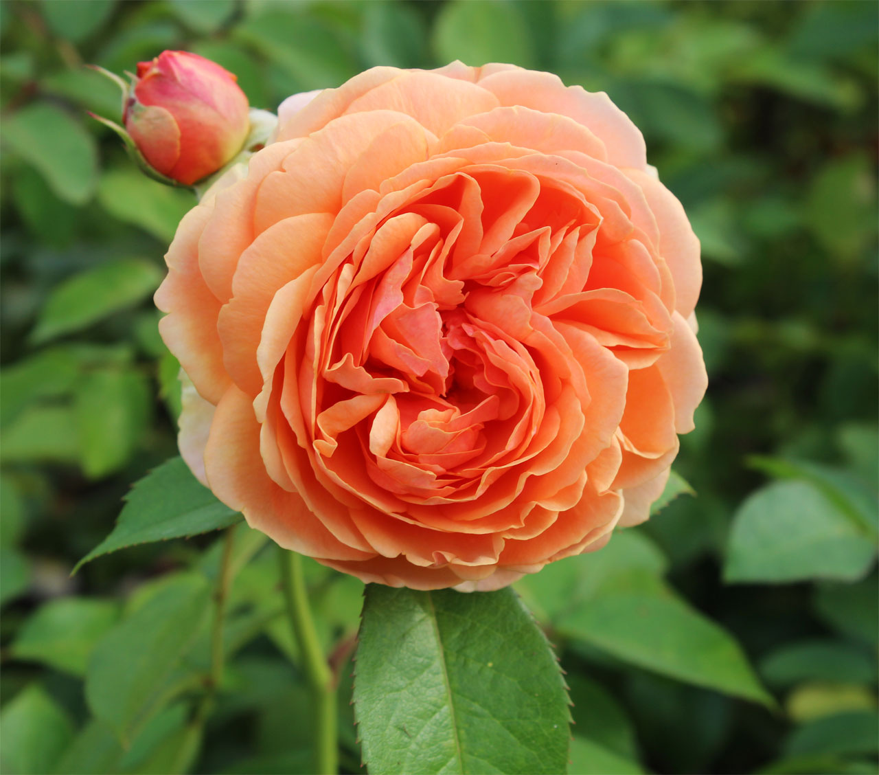 Rosa 'Chippendale' 