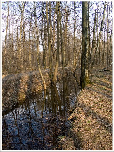 Весенний лес весна лес овраг