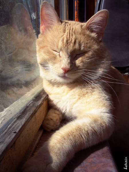 *Спящий* кошак.солнце.день.загар.