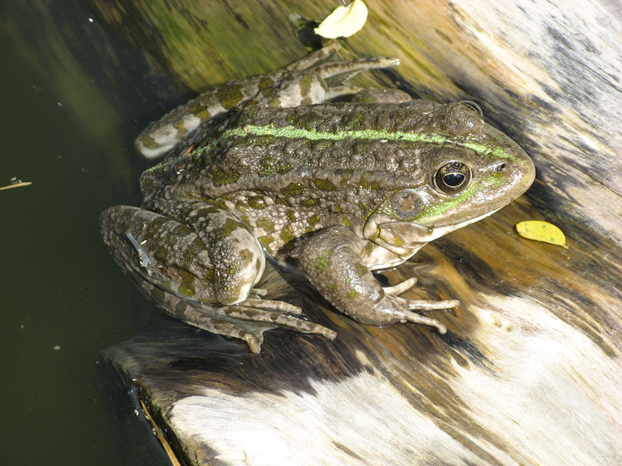 Квак лягушка