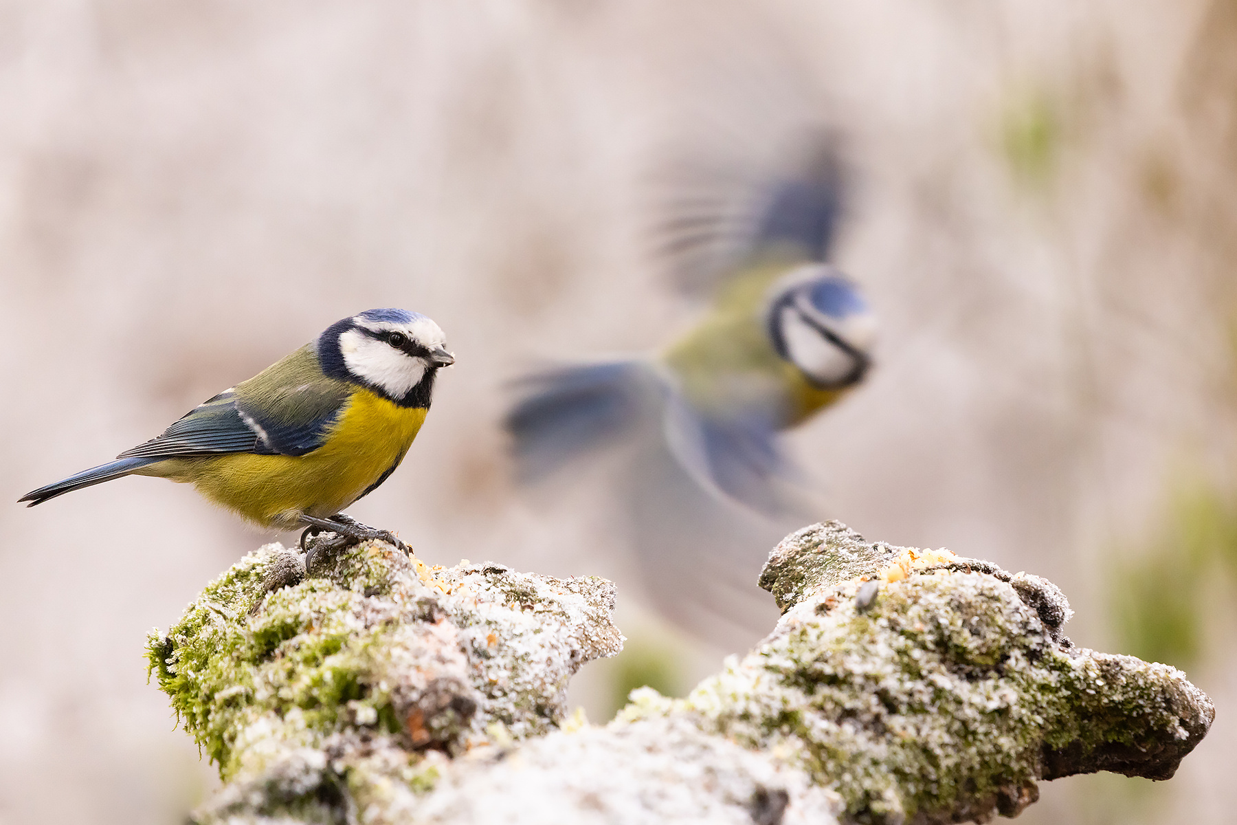 Titmouse 