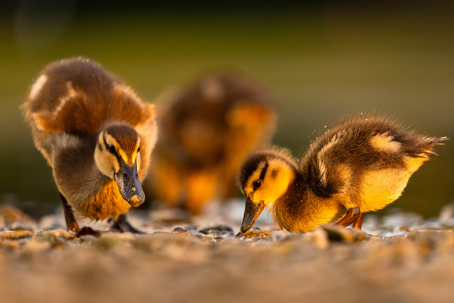 Ducklings 