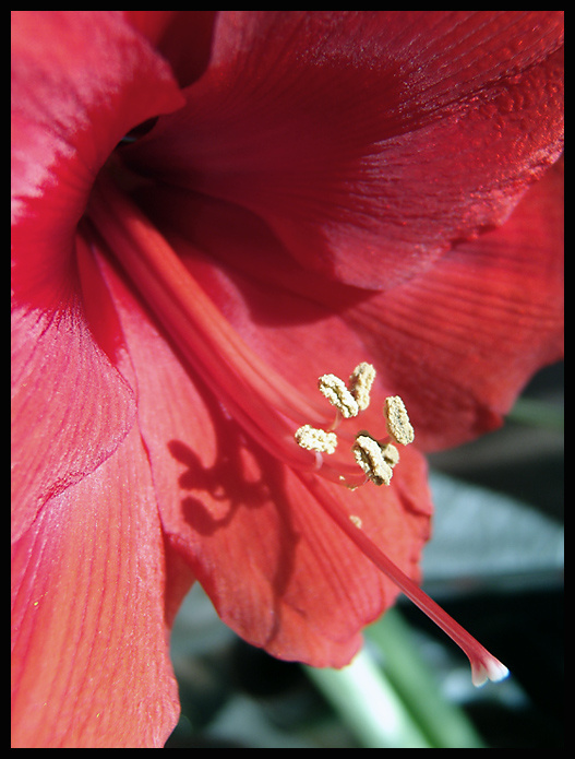 Red Camelia 