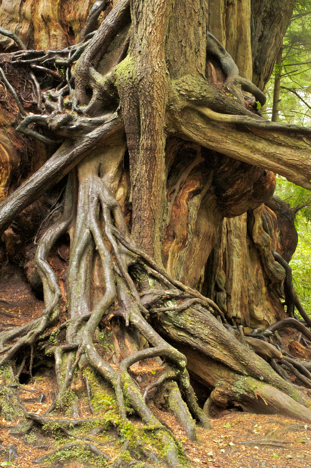 ***Olympic National Park,Washington pasmurno i shel dozhd,smotrite na temnom fone