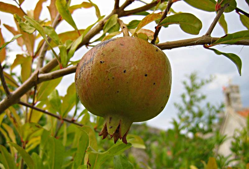 Хоть и не груша, нельзя скушать гранат осень