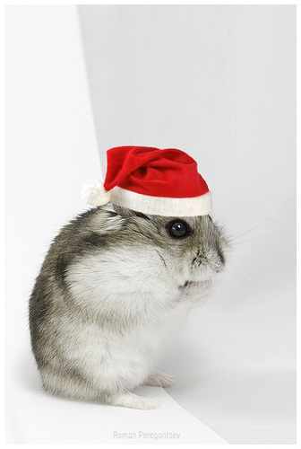 Christmas hamster хомяк