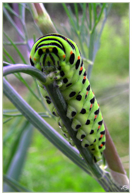Восхождение гусеница махаон machaon