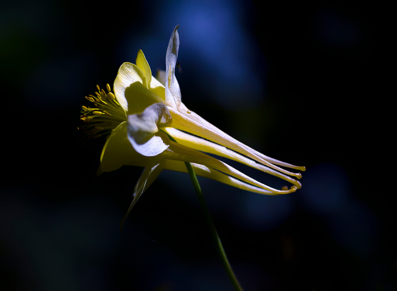 aquilegia 
