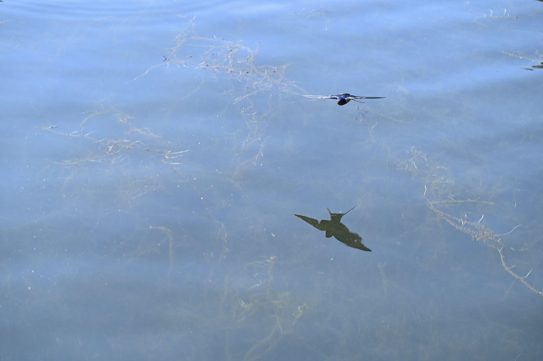 Деревенская ласточка деревенская ласточка птица река лето