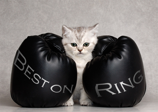 Best On Ring 