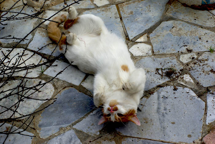 Почешите меня)) Кошки, коты, животные