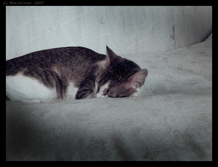 #3 dreams (сны) кошка, сны, спящее