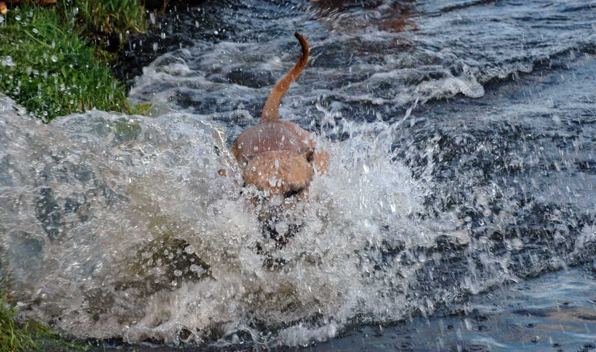 Водоворот брызг собака вода лето