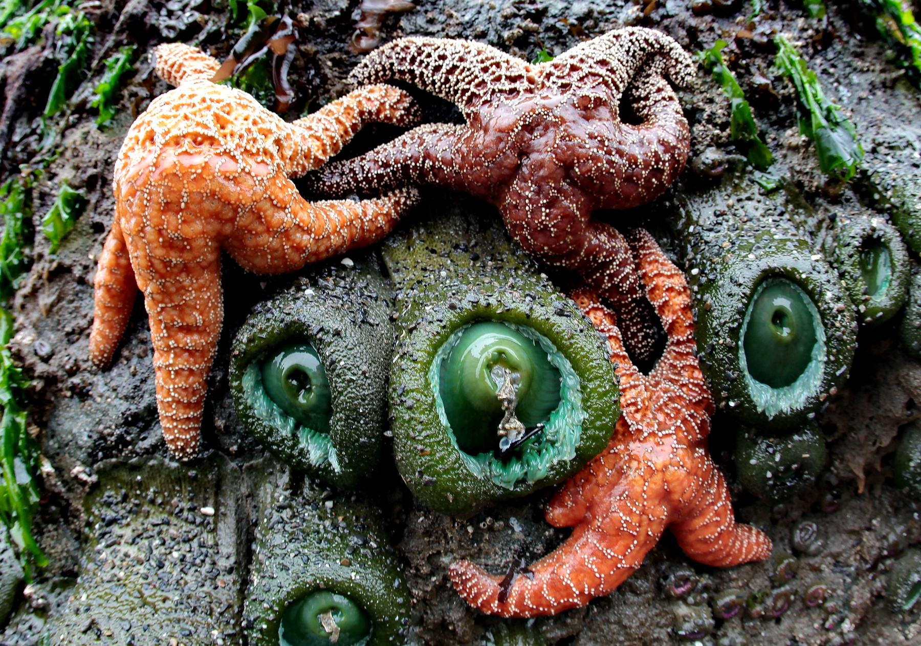 Sea stars Супер Старс. Океанский отлив