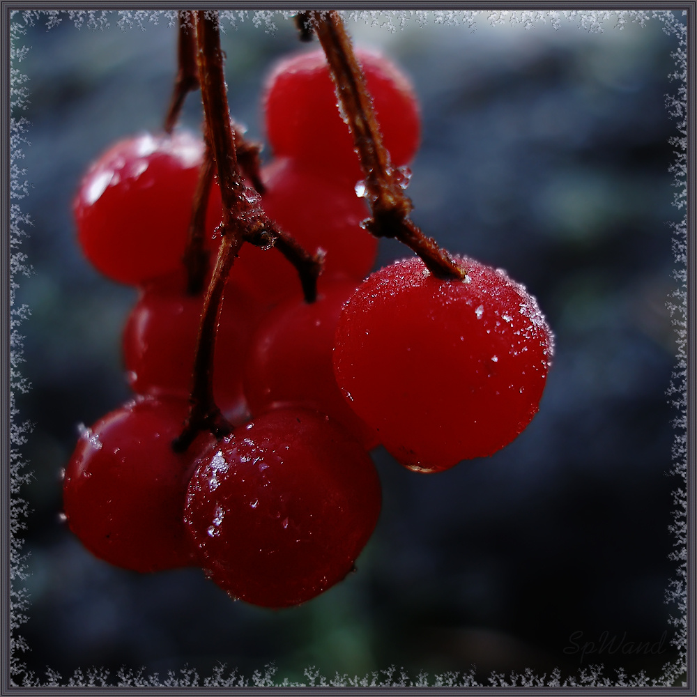 Замороженная калина Калина Иней Vibirnum Guelder