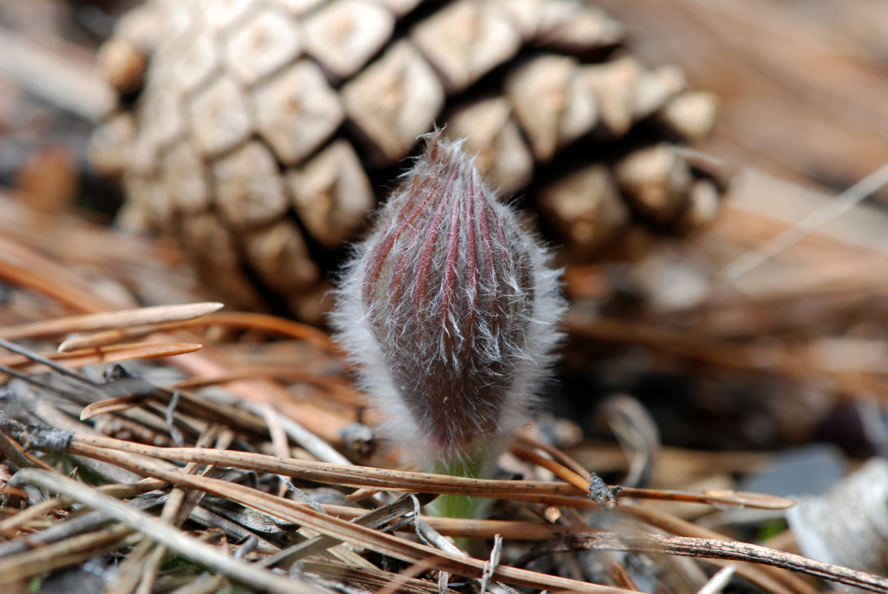 Прострел раскрытый или Сон-трава (Pulsatilla patens - Ranunculaceae) Цветы Прострел раскрытый или Сон-трава Pulsatilla patens Ranunculaceae
