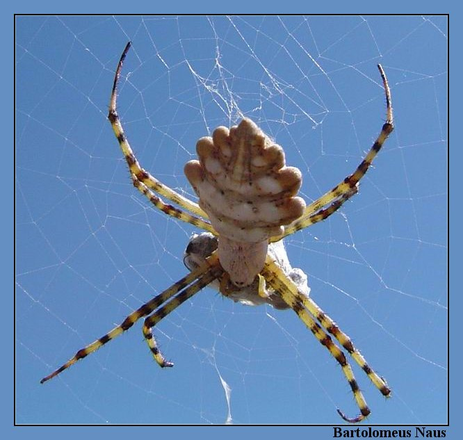 Spider Spider