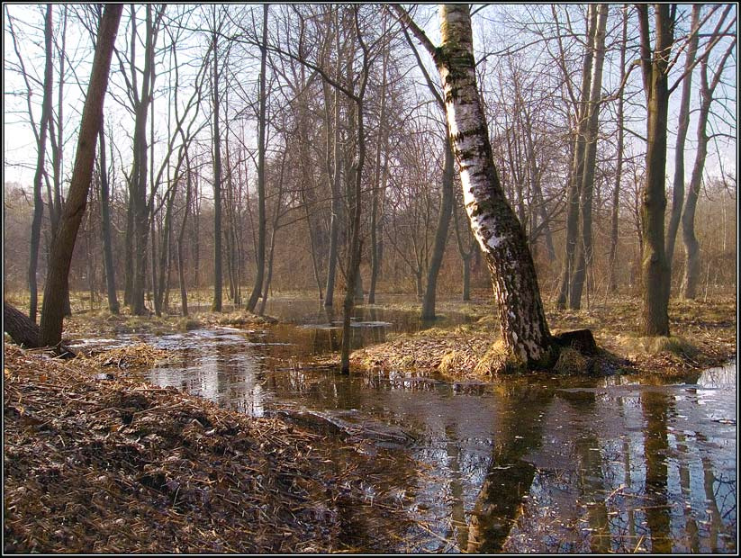Весна. весна лес лужи