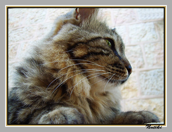 Иерусалимский кот кот сибирский