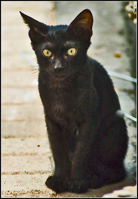 *** кошки бездомные