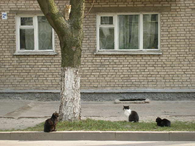 мартовские коты кот