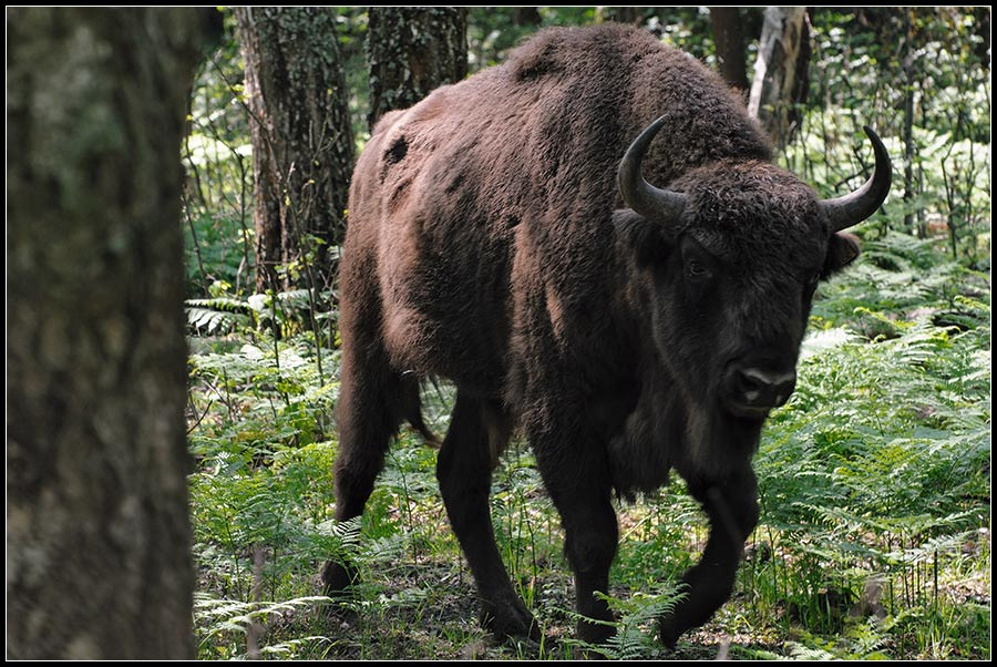 ***** зубр бизон bison