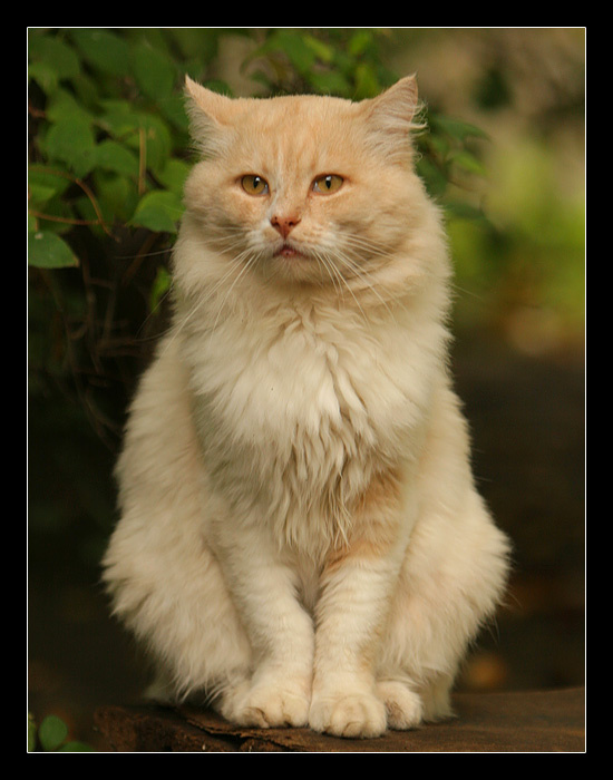 модель уличный кот