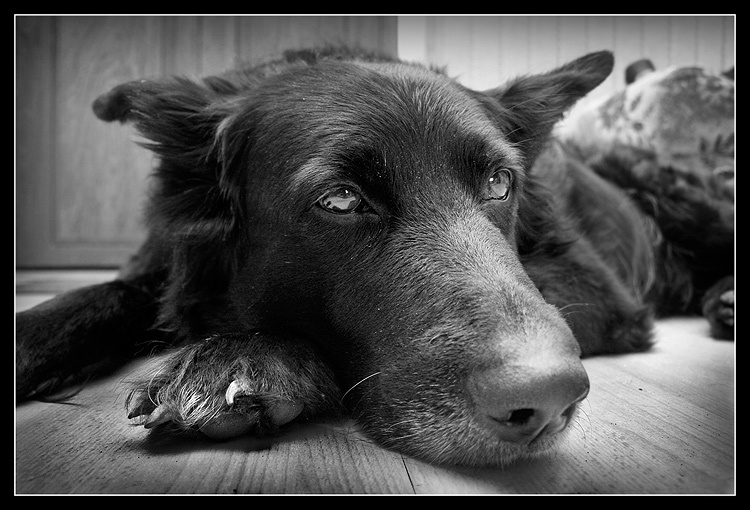 Dog sight 