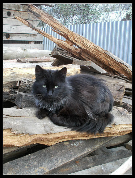 Черный котейка 